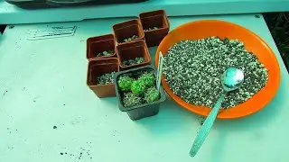 Transplanting Homalocephala texensis Cactus Seedlings - Horse Crippler Cactus, Echinocactus texensis