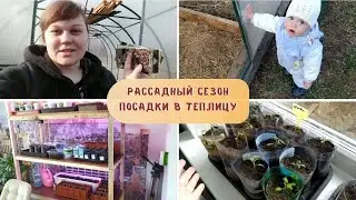 РАССАДНЫЙ СЕЗОН. Первые посадки в ТЕПЛИЦУ / Захудалая рассада