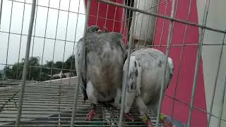 Z Spring Pigeons / @Sumon.Bappy.6M  / #pigeon