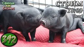 23 апреля ⚫️ Свиноводческий консилиум