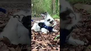 Cute bunny #zoo #birds #eagle #animalkingdom #animal #animals #bunnies  #bunny #parrot #zoo