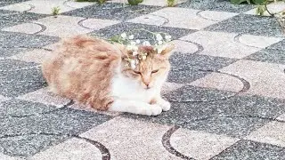ĐỪNG LÀM TRÁI TIM ANH ĐAU - Cover
