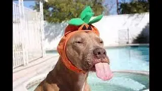 FUNNY DOG #shorts #tiktok #funnydog