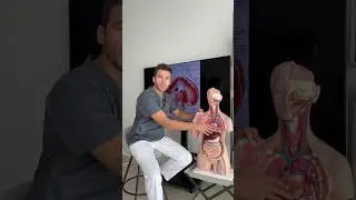 Топ-3 причин заняться ДИАФРАГМОЙ😳