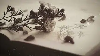 Dreams | Composed by B.Manuel