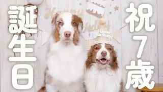 【祝７歳！！】お誕生日に松坂牛の高級ケーキをプレゼントしたら大事故になりました!!(笑)【ボーダーコリー・オーストラリアンシェパード】
