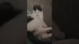 кот спит полу сидя
