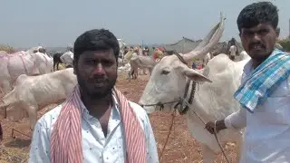 khillar bulls traders in aigali cattle fair.ಖಿಲ್ಲಾರಿ ಎತ್ತುಗಳ ವ್ಯಾಪಾರಿಗಳು बैल बेपारी,