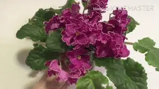 Цветущие Фиалки на подоконнике в мае. Часть 2