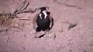 bird - vanellus spinosus - Safari israeli
