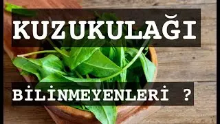 KUZUKULAĞI / BİLİNMEYENLERİ                          #kuzukulağı #kuzukulağıfaydaları #bilinmeyenler