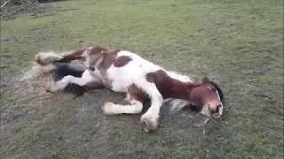 They say a good rider can hear his horse speak to him;