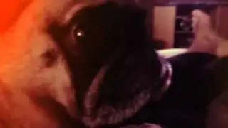 Tv time for pug...