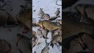 Эти эмоции вам не передать!Зимняя рыбалка на карася