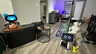 Jibo & Friends - Sunday Robots Livestream (Is There A Barbie Furby? 🤔)