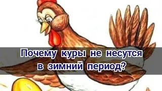 Why don't chickens lay eggs in winter?