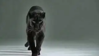 Взгляд пантеры