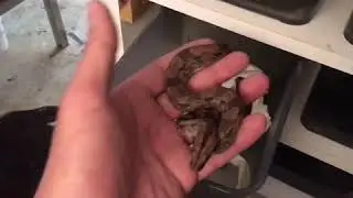 Reptile room and snake babies 2020.. BoapitMorphs