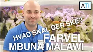 Farvel til Mbuna Malawi cichlider og Malawi maller - Hvorfor og hvad skal der ske?