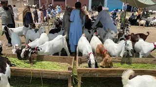 hanif memon Goth Bakra Mandi walay