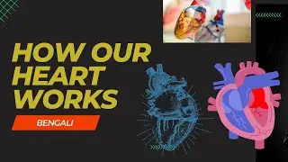 HOW HEART WORKS IN HUMAN BODY || EXPLAINED IN BENGALI