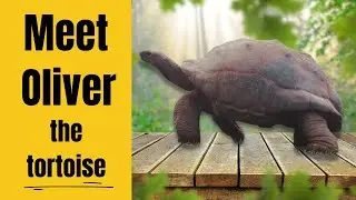 Massive Giant Male Aldabra Tortoise - Meet Oliver