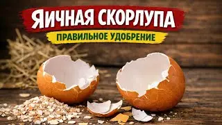Eggshells: Everyone's Doing It Wrong. One Vinegar Trick—And It Actually Works