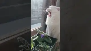 Кто ещё не проснулся?!?!😂 #cat #shots #котики #рекомендации #котки #кот #котик #котэ #смешно #топ
