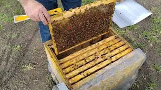 Пчелы рано заложили трутня. К чему бы это?