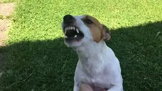 Aggressive dog or not?