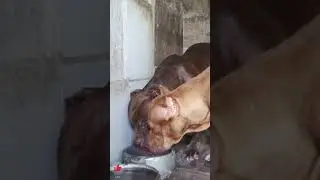 American Pitbull 🔥 