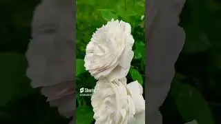 Как меняется сад из роз и хвойных. Лето 2023