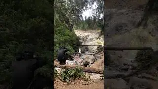 Air Terjun Kali pait di bawah Kawah Ijen Banyuwangi #shorts
