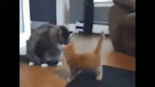 Котёнок и кот