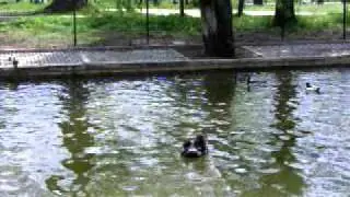 Black Swans