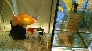 Сомы коридорас, анциструс. Потеря икры🤔. Учимся на ошибках🤣😳🤧
