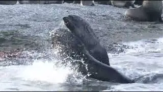 Fur seals fight
