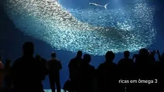 Sardinha e a saúde dos olhos