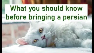 What you should know before bringing a PERSIAN CAT ? 2021