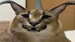Floppa - Black Beatles