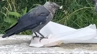 Вороны съели мой завтрак😅 Эксперемент…. Это самуи или самцы?