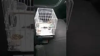 Щегол классний