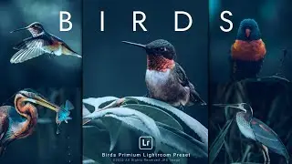 How i edit birds photos in lightroom - Hindi | blue preset lightroom mobile ( Free Download DNG)