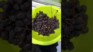 виноград для хранения 7.12.23.