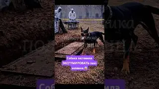 #dogs