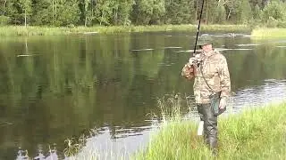 В жару хариус ленивый