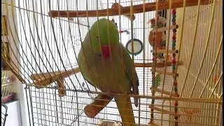 Мешали спать попугайчику Грише /they prevented the parrot Grisha from sleeping