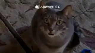 Котята прикольно поют Cat Music