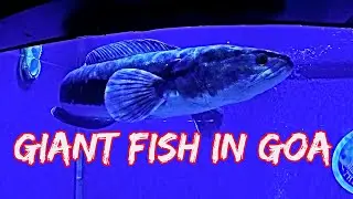 Giant Fish Can Spotted In Abby's Aquarium In South Goa | Goa Tour