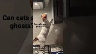 The cats freak me out sometimes
